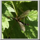 Tipula nigra - Schnake 01.jpg